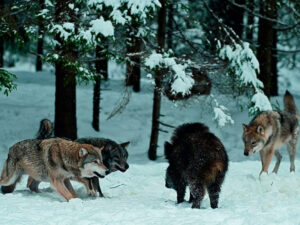 Волки на кабана фото